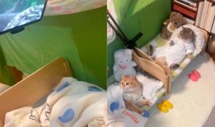 El video polémico con los gatos en la 'comodidad' de sus camas