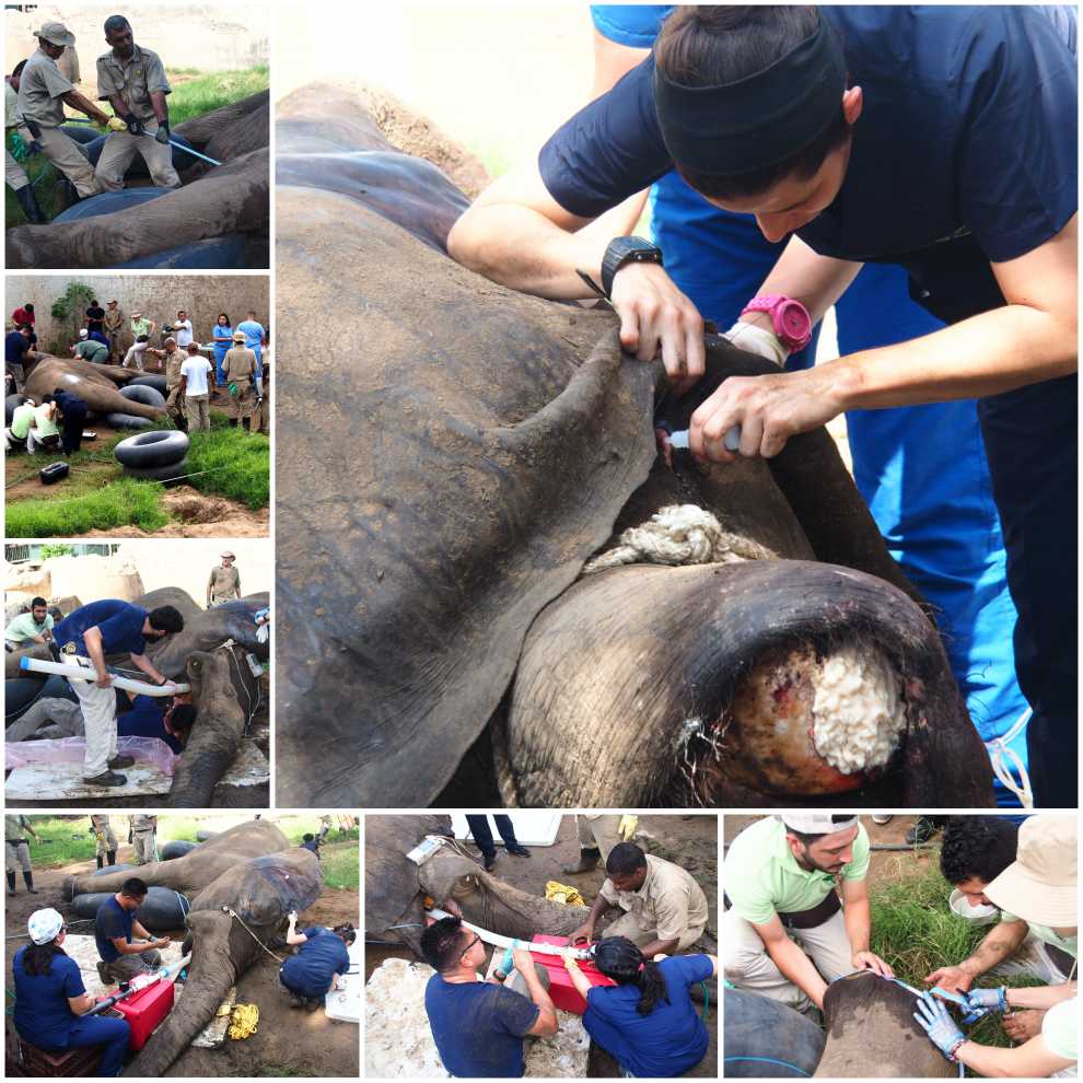 Imágenes de la operación al elefante Tantor.