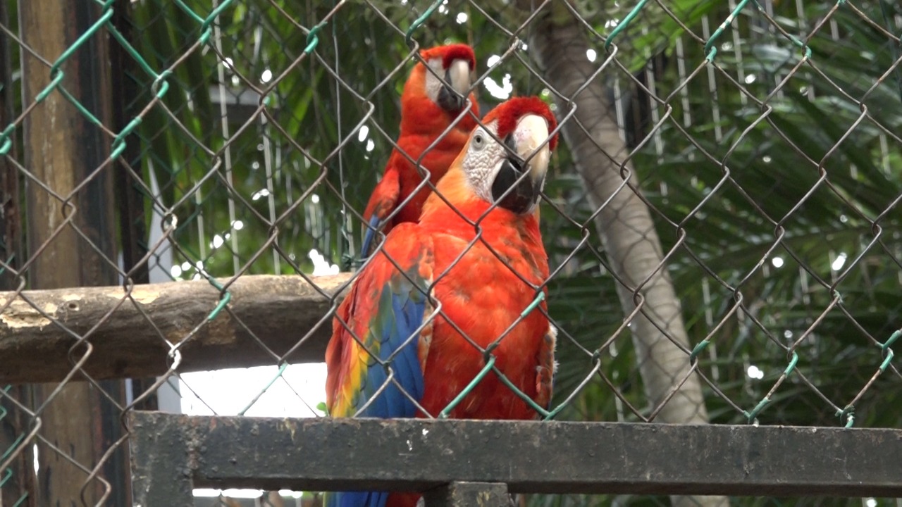 Guacamaya, candidata a la Alcaldía del Zoo.