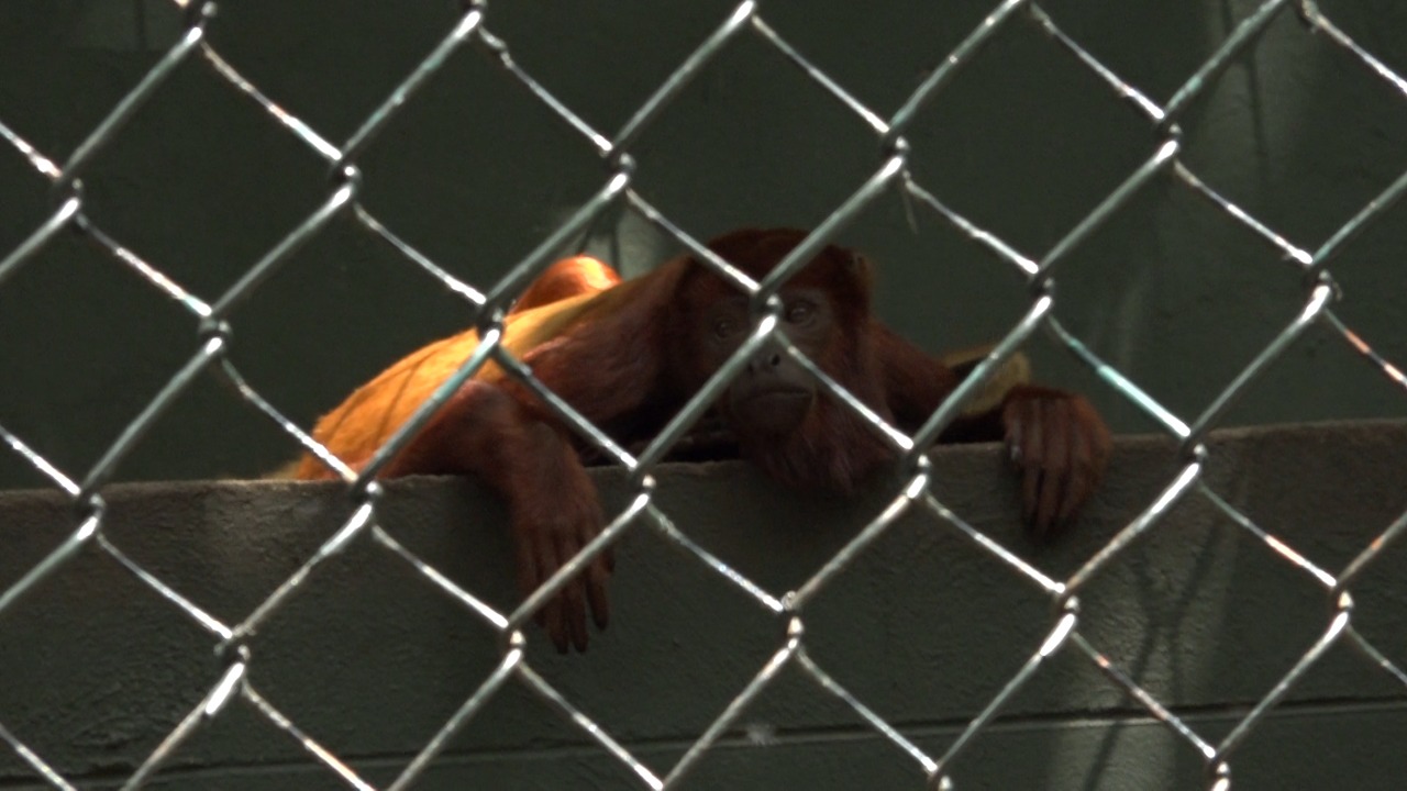 Mono aullador, candidato a la Alcaldía del Zoo.