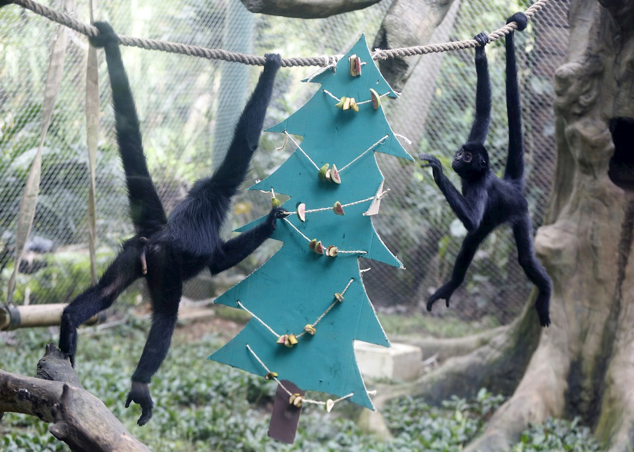 Monos araña juegan con un árbol de Navidad con frutas.
