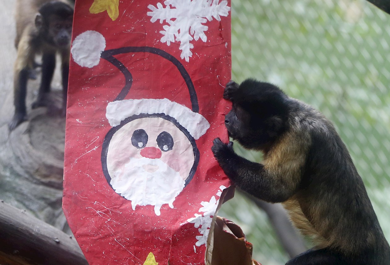Un mico maicero muerde una bota de Navidad con frutas.