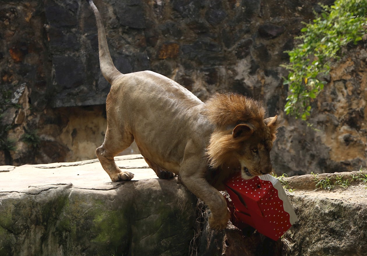 Un león muerde una caja de regalo con carne.