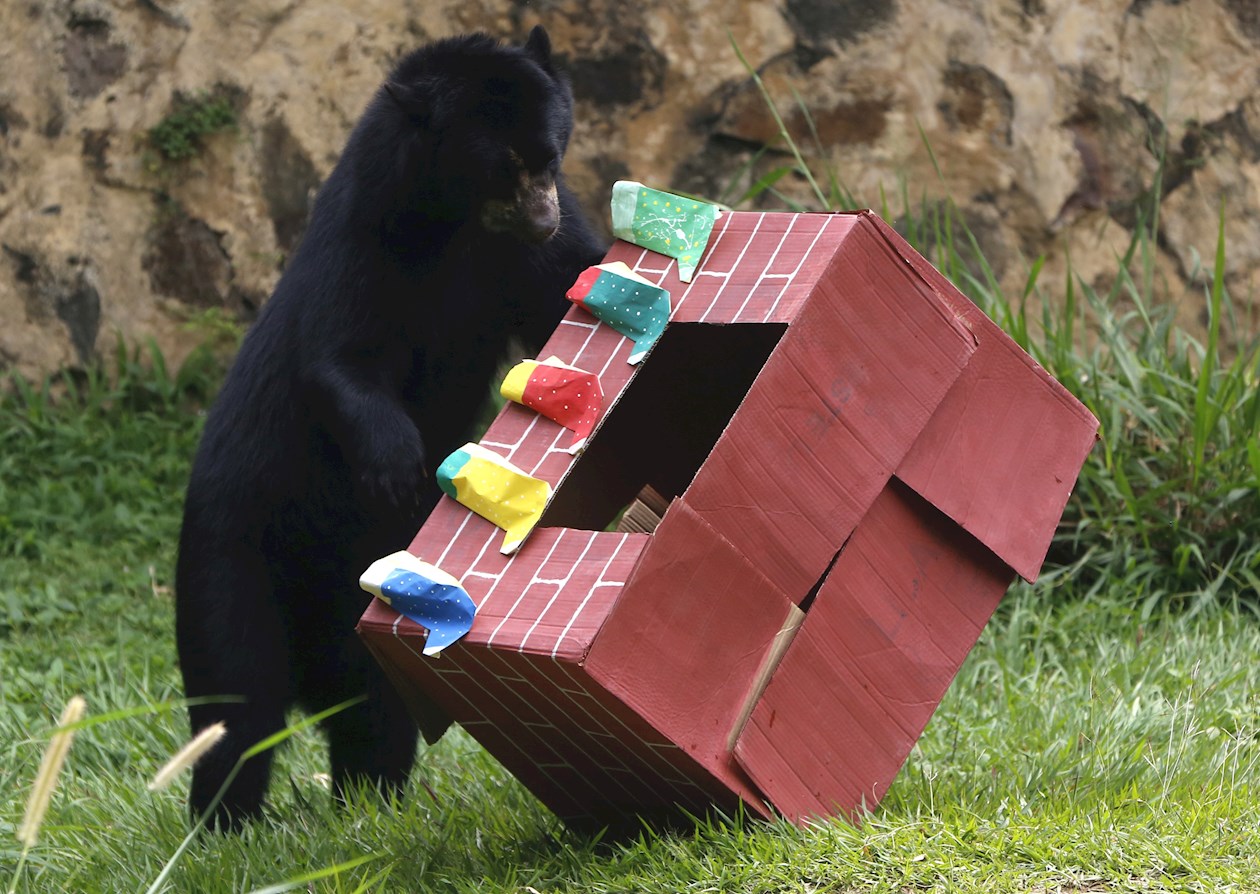 Un oso de anteojos juega con una caja de regalo con frutas .
