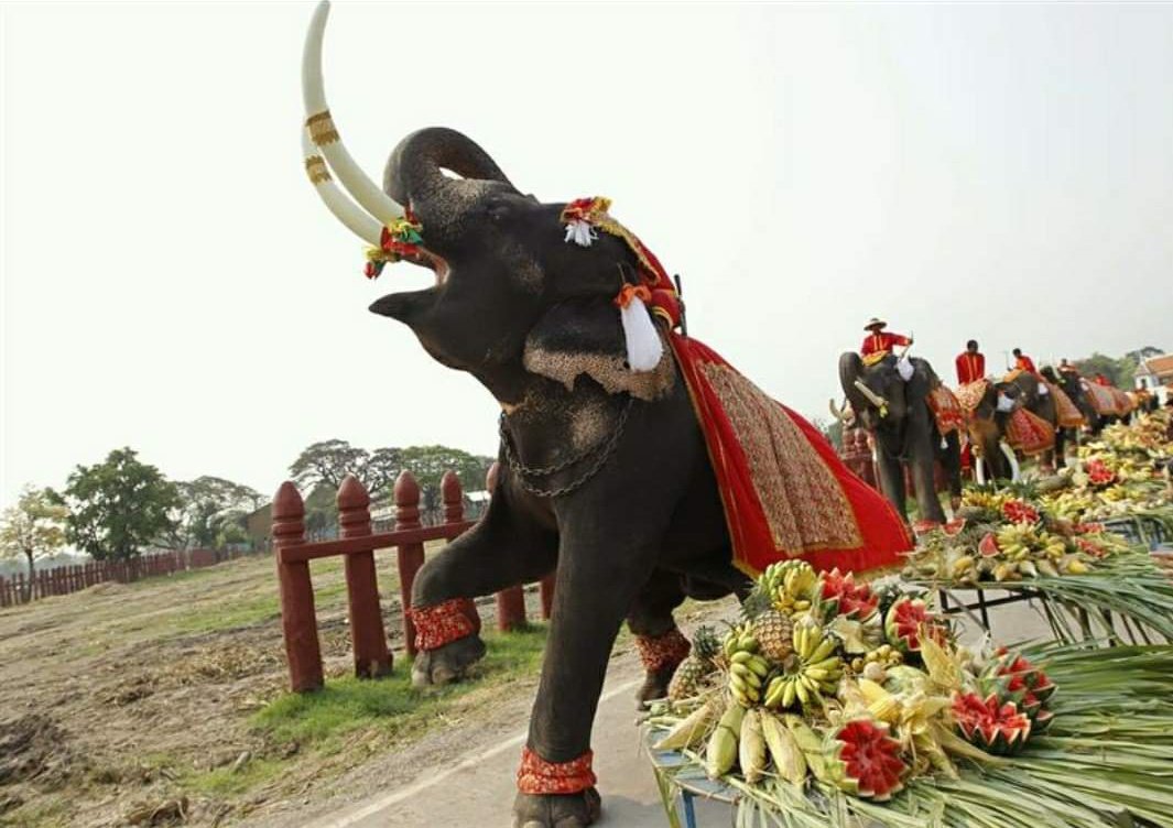 Los elefantes fueron decorados para la ocasión.