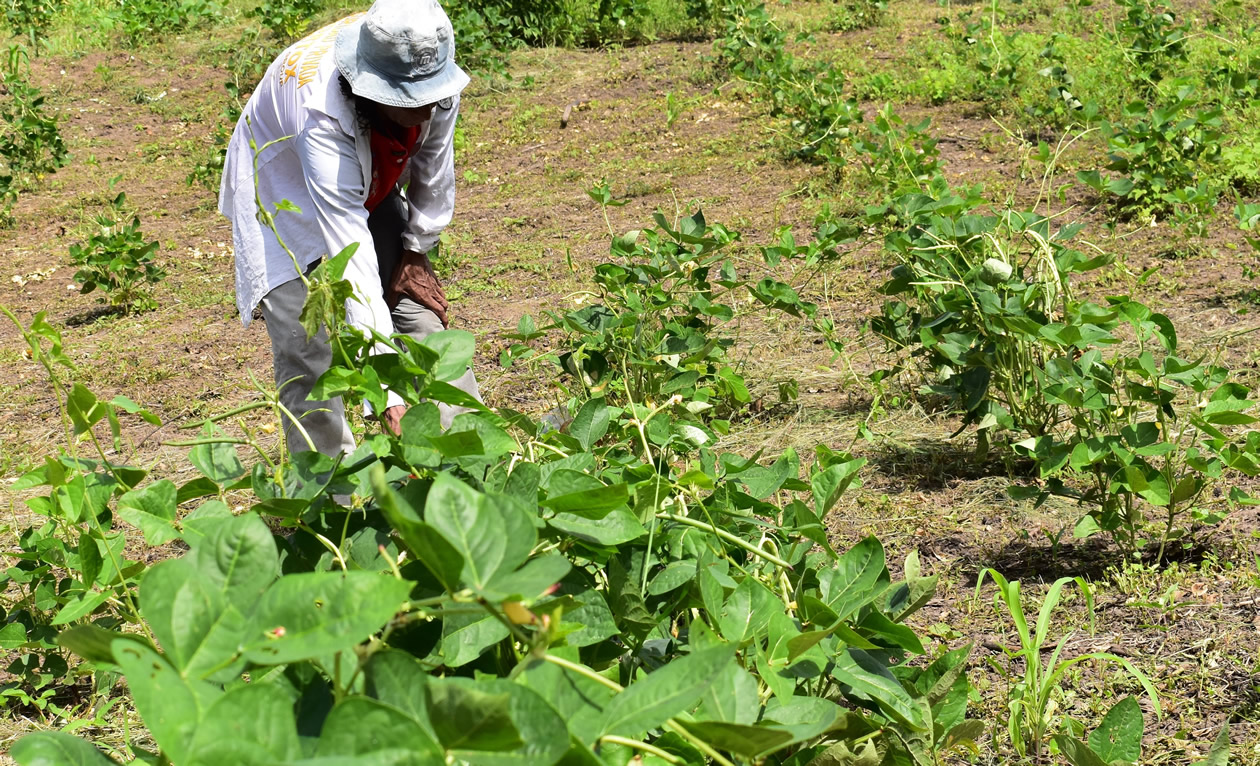 José Blanco limpia un pequeño sembrado de frijol cabecita negra. La germinación fue afectada por las lluvias.