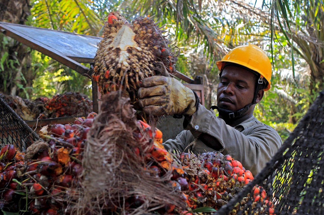 Un trabajador organiza varios frutos de palma de aceite.