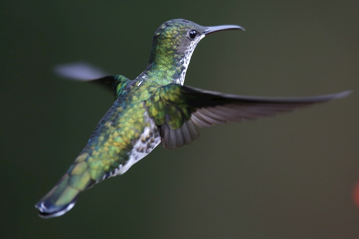 Un colibrí de la especie Nuquiblanco Hembra/ Florisuga Mellivora.