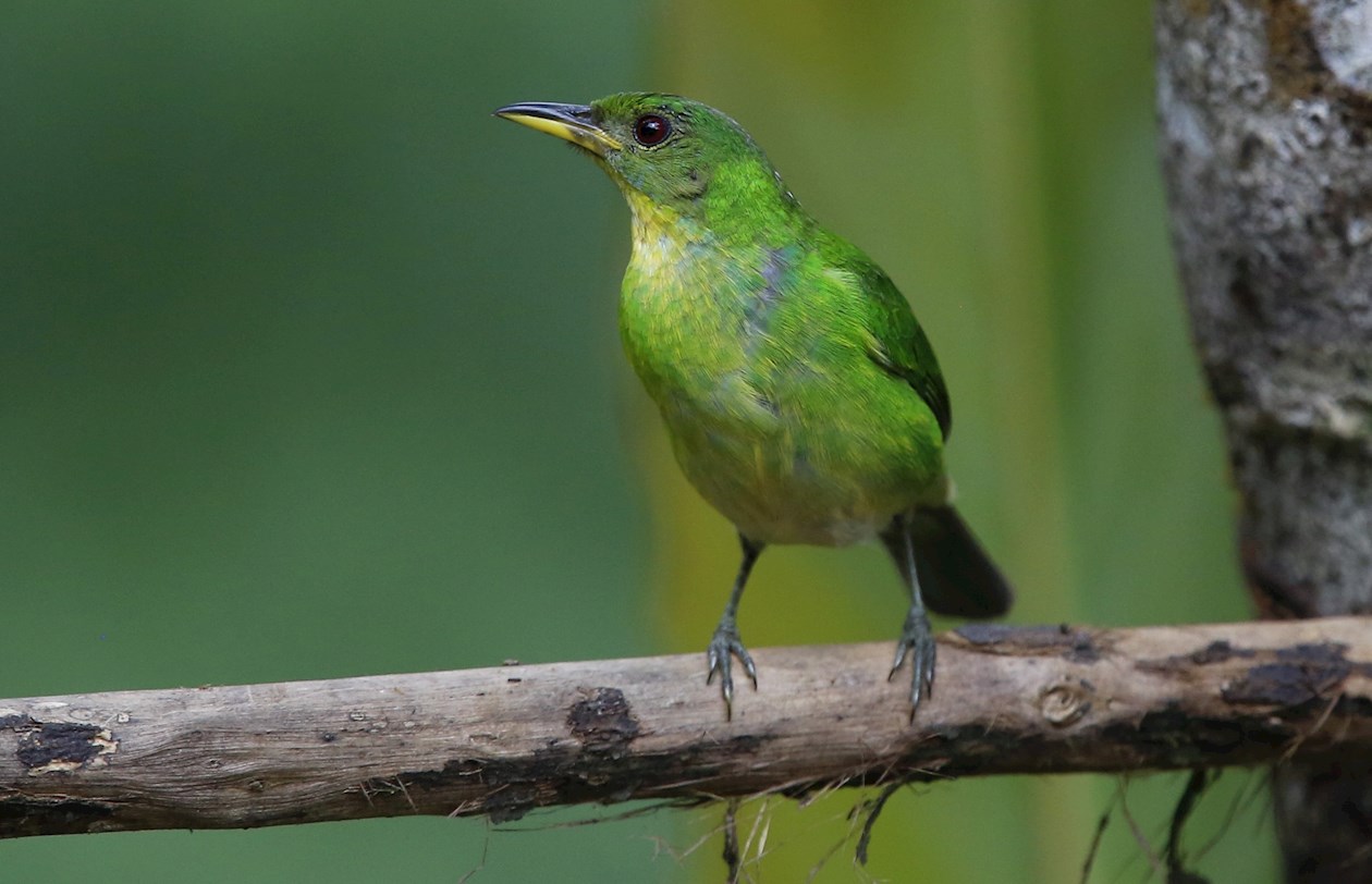  Un ave de la especie mielero verde hembra/Chlorophanes Spiza hembra.
