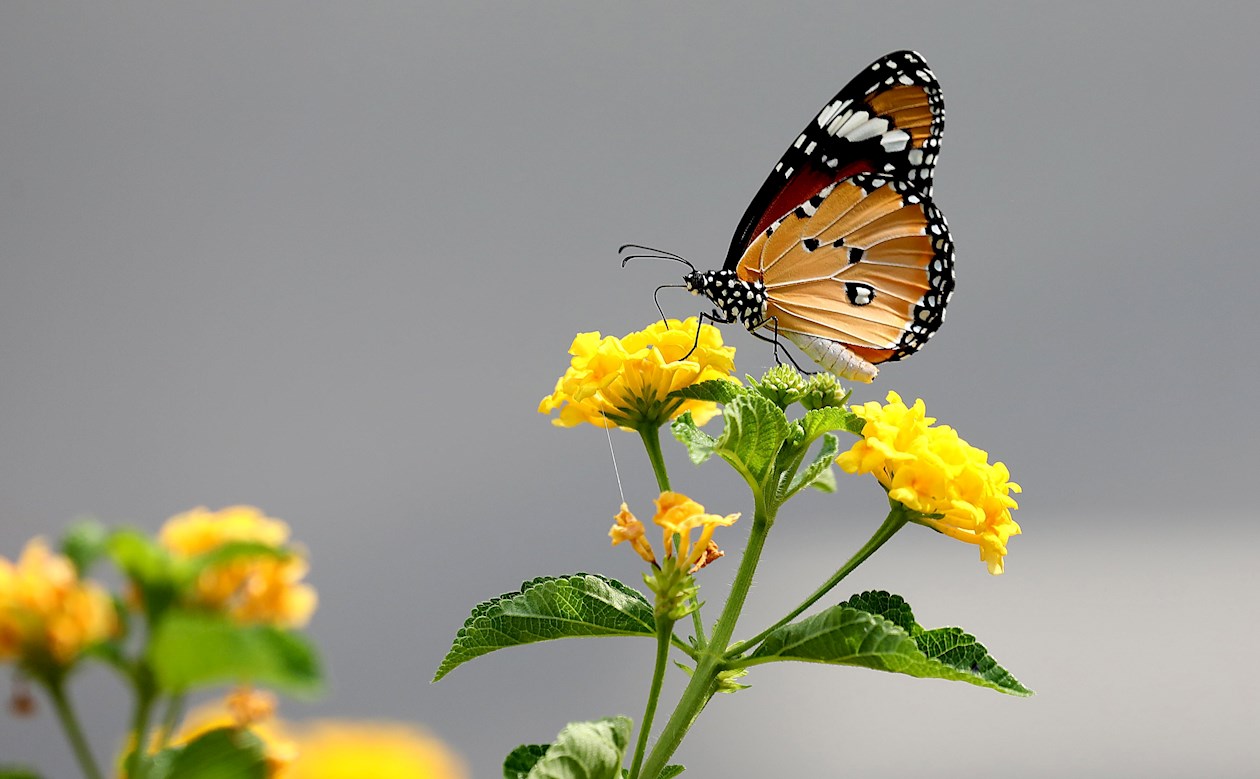 Una mariposa tigre común (Danaus genutia) se alimenta de una flor cerca del Parque de Biodiversidad Yamuna en Nueva Delhi, India.