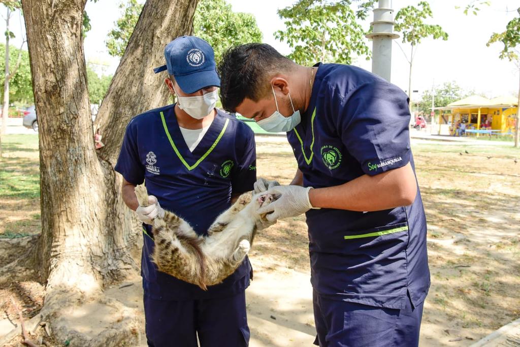 15 gatos fueron esterilizados en la visita de laos