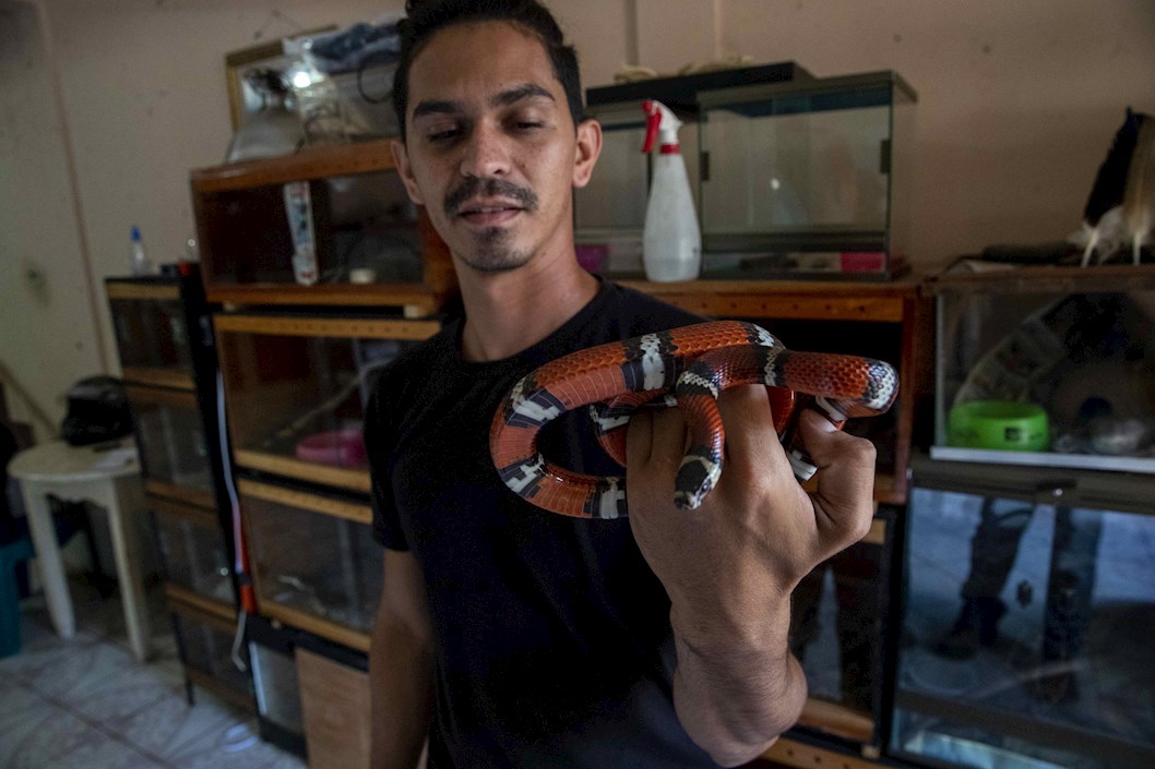 José Alberto Delgadillo sueña con tener una tienda de exhibición de reptiles en Managua.