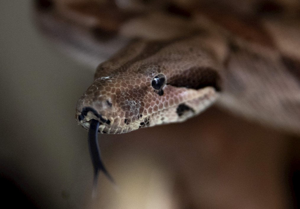 Una boa común - boa constrictor imperator-  es vista hoy en la casa del coleccionista José Delgadillo, en la ciudad de Matagalpa, Nicaragua.