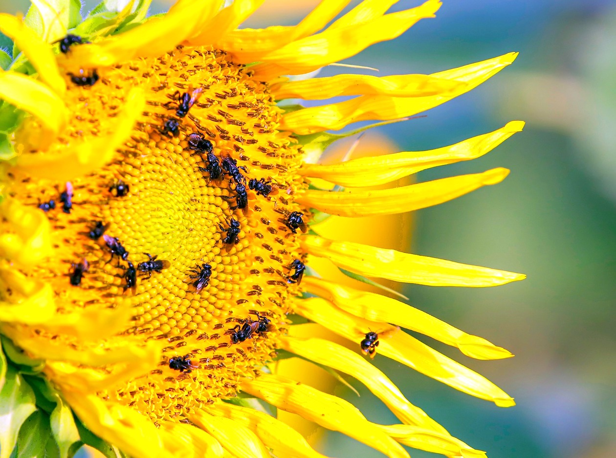 Las abejas recogiendo el polen.
