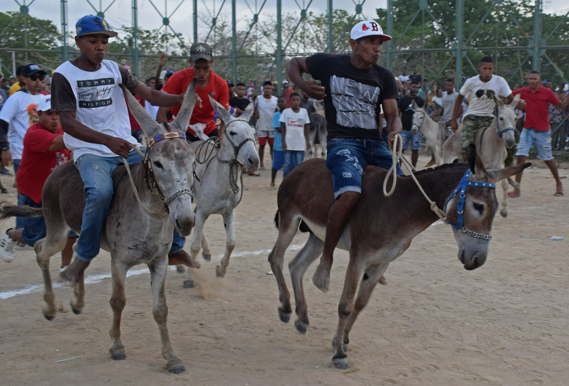 Festival del burro en San Antero Córdoba.