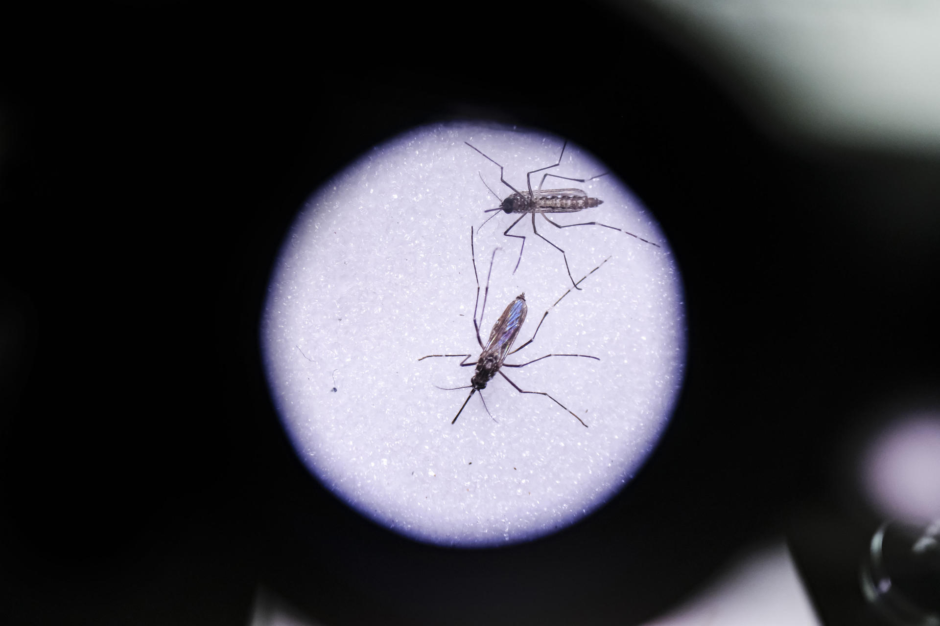 Fotografía tomada en los laboratorios de Entomología de la Universidad de Costa Rica que muestra zancudos Aedes Aegypti