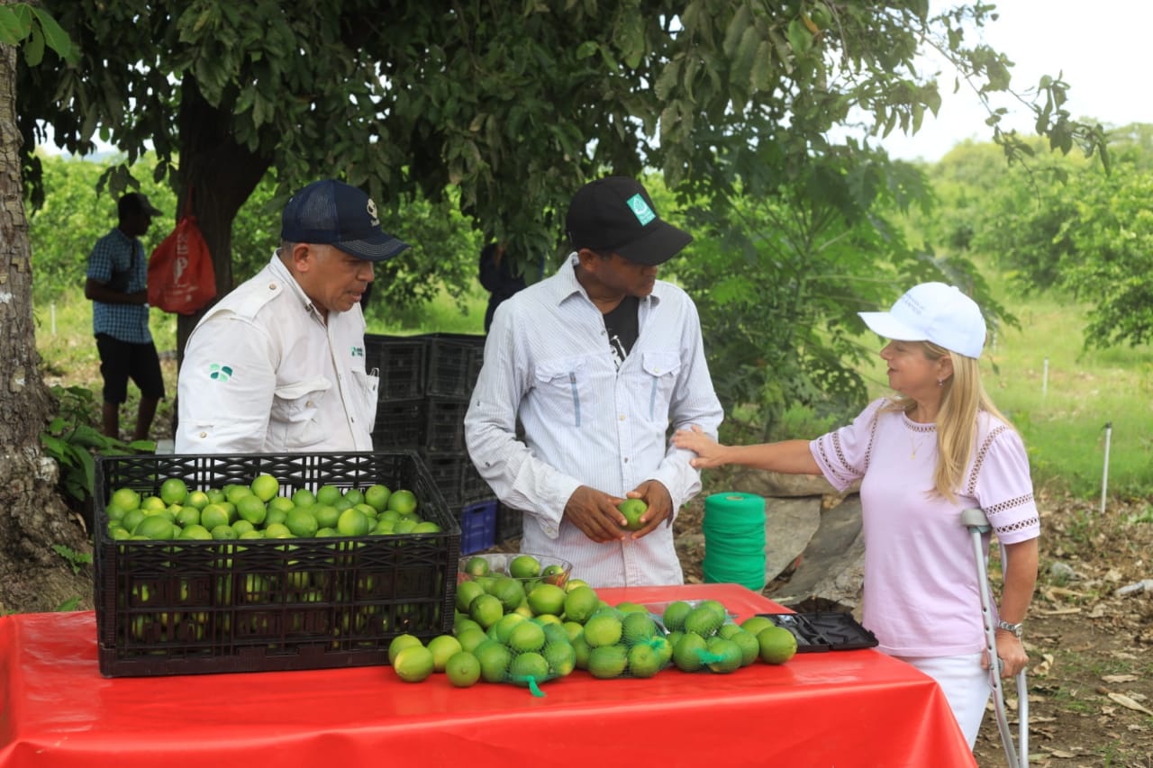 Recolección de la primera cosecha del Limón Tahití 