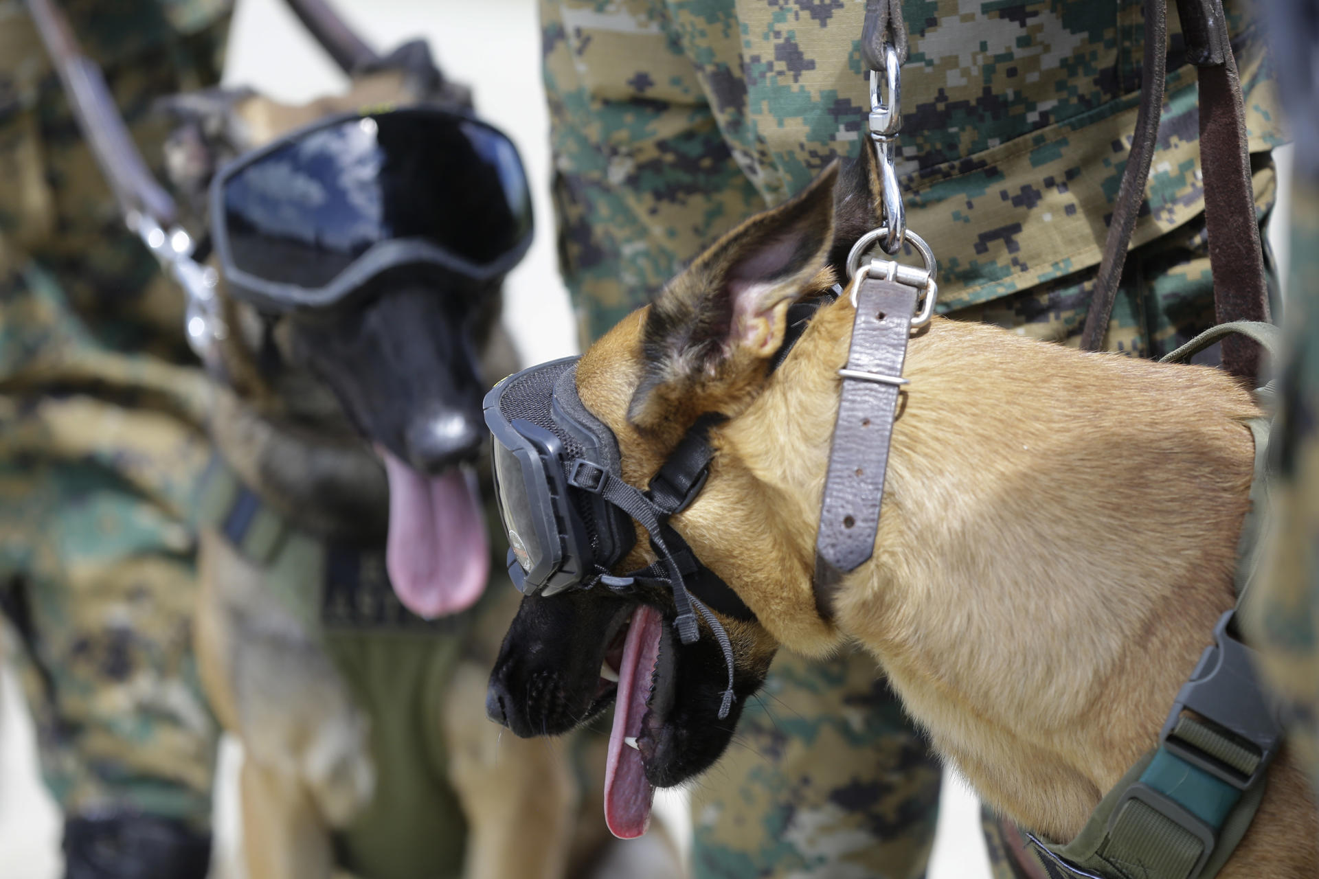 Canino militar.
