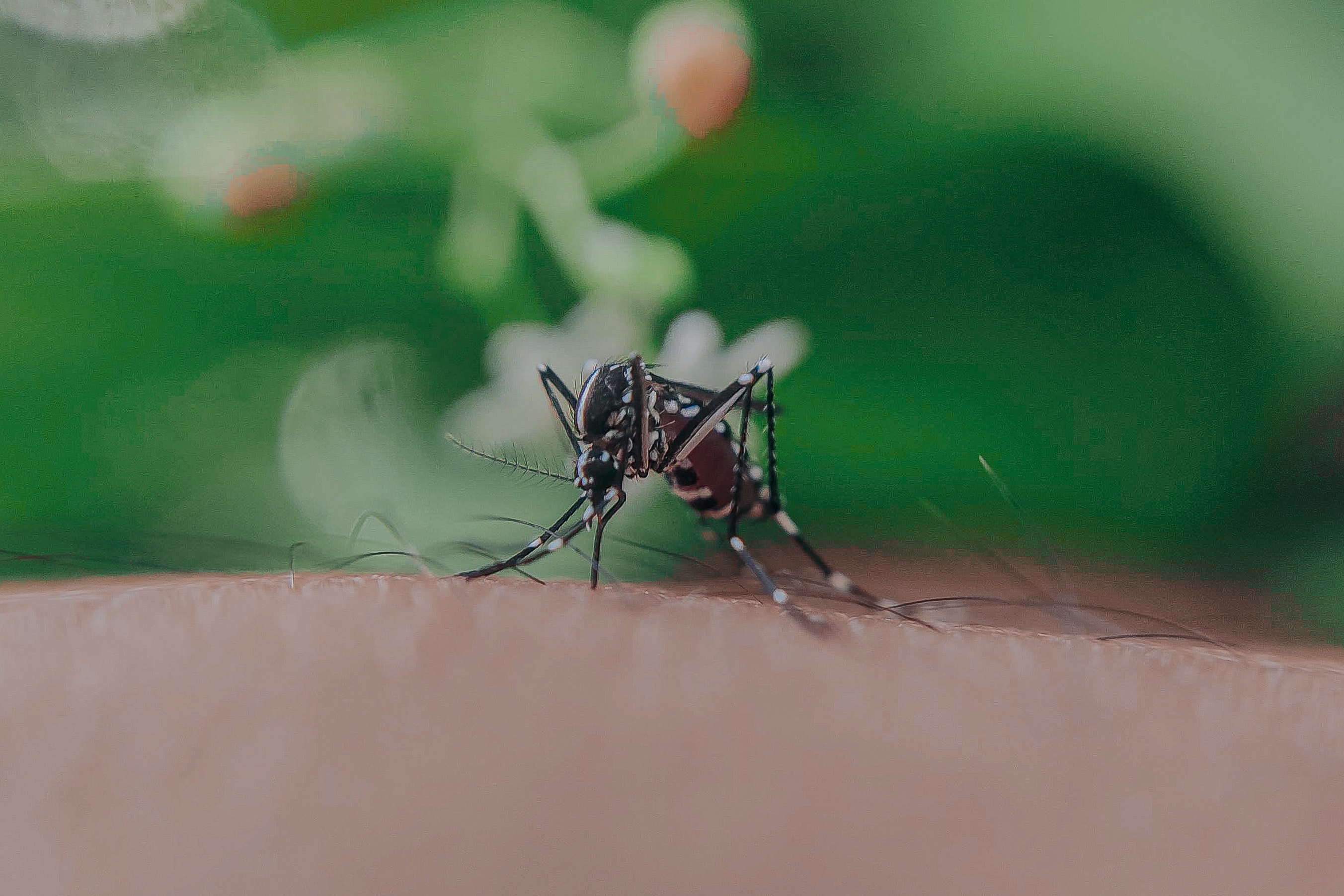 El mosquito Aedes aegypti es más activo en el día.