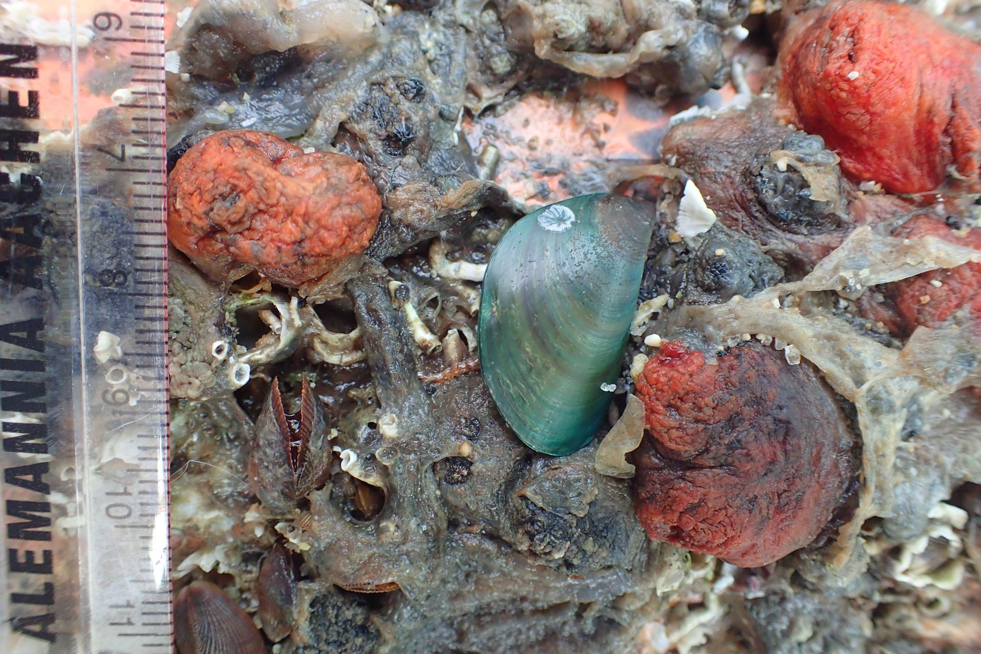 Contaminación con plástico en playas del Caribe