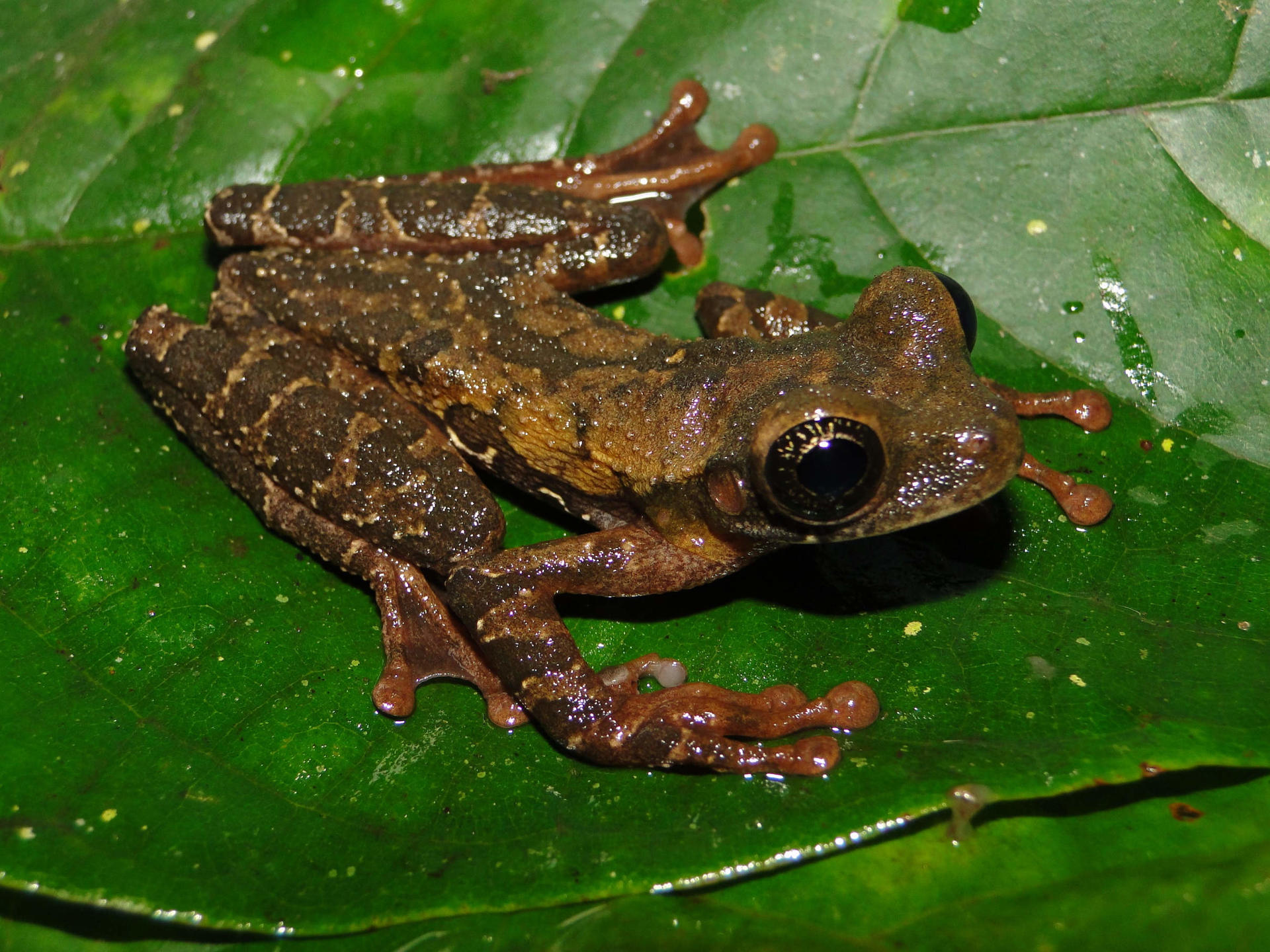 'Osteocephalus vasquezi', nueva especie de rana. 