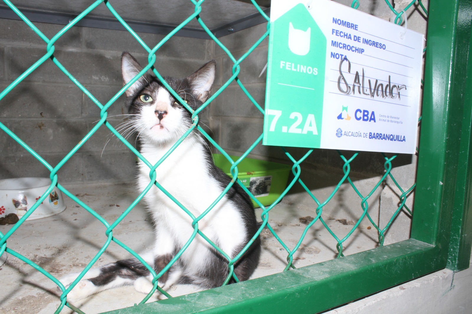 Salvador, un gato que está siendo atendido en el centro de bienestar animal