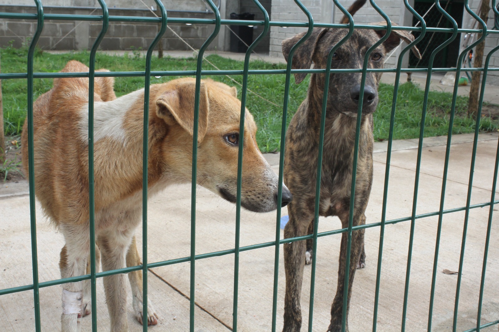 Dos caninos atendidos en el Centro de Bienestar Animal