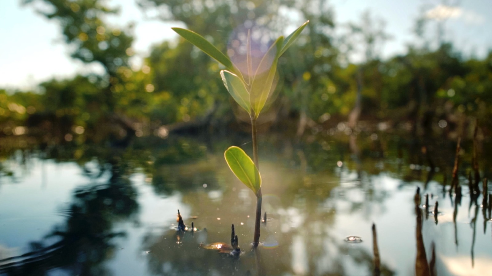  Fundación Grupo Argos sembrará plántulas de manglar.