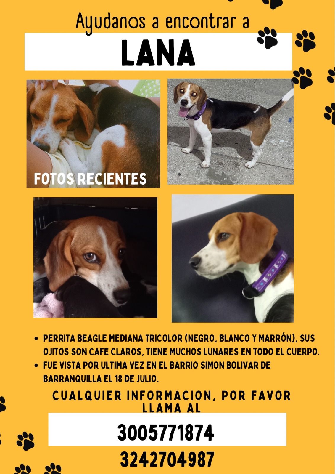 La perrita 'Lana' desaparecida en Simón Bolívar. 