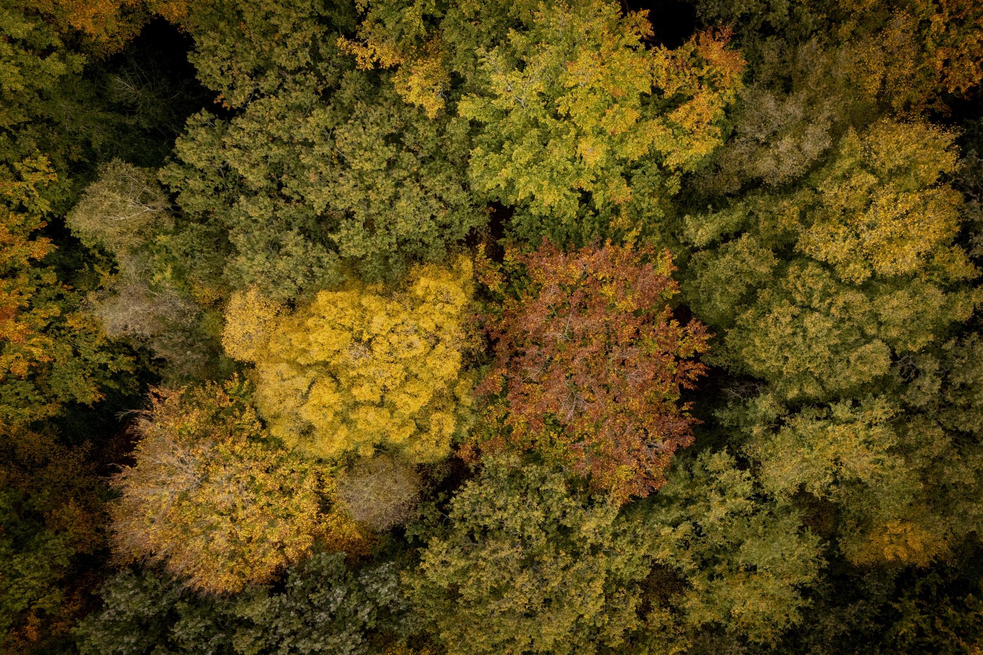  Bosque de Epping, al noreste de Londres. 