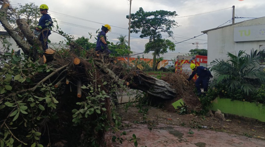 Bomberos cortando uno de los árboles para retirarlos del lugar. 