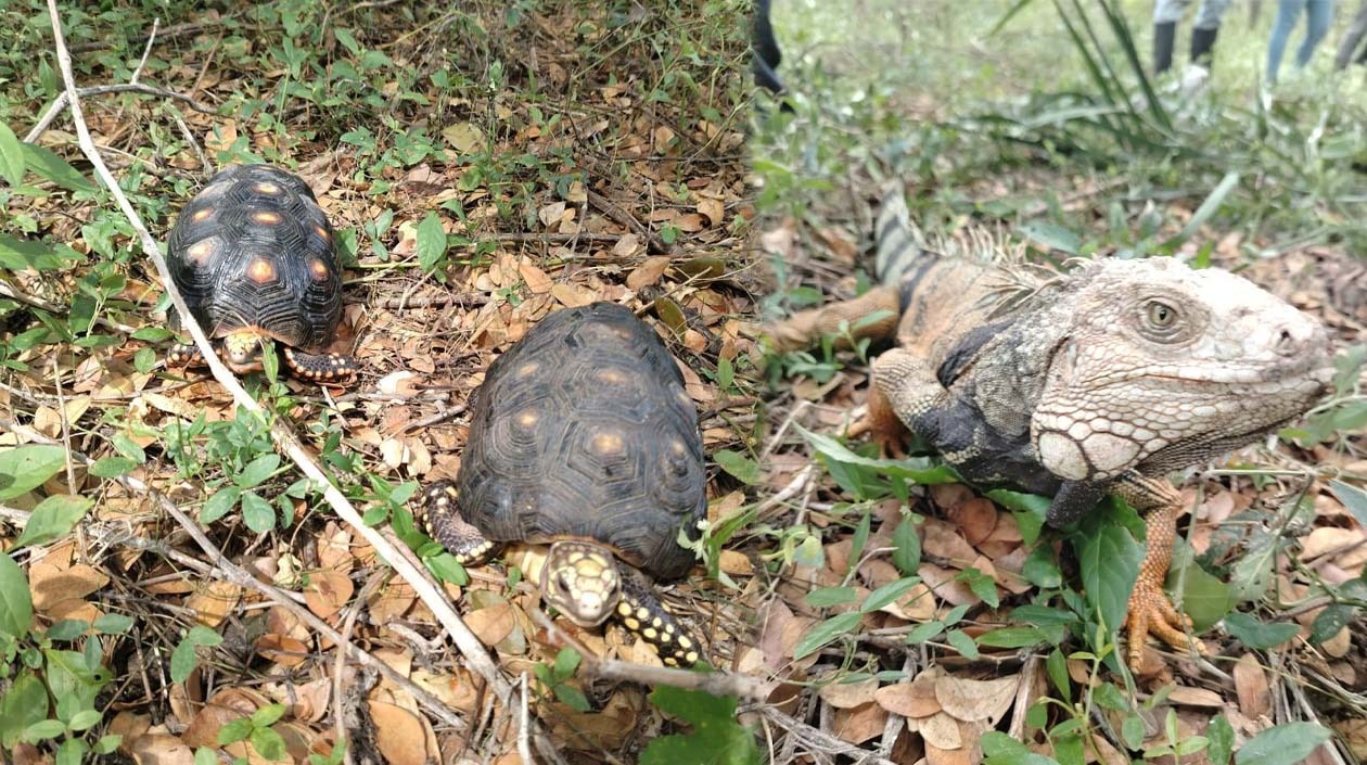 Animales liberados. 