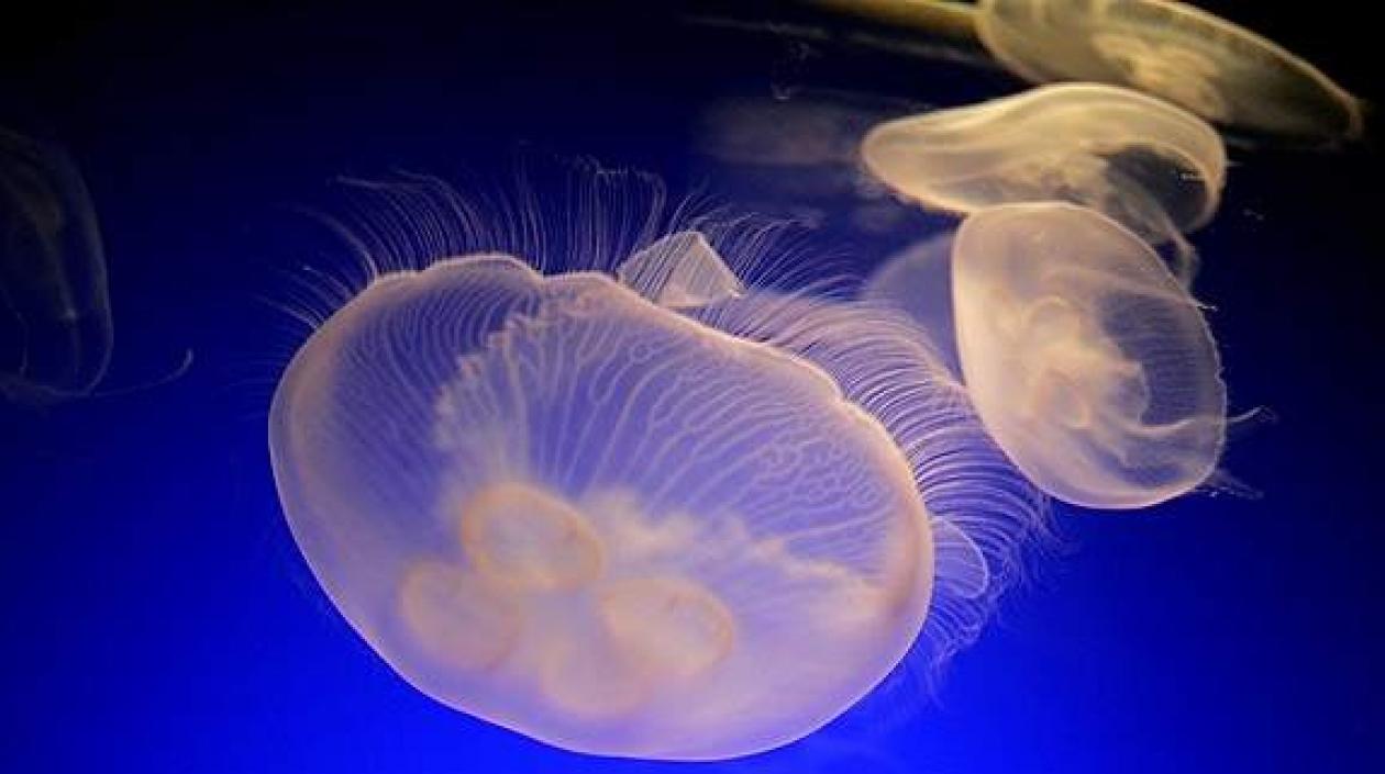 Se trata de la medusa Irukandji.