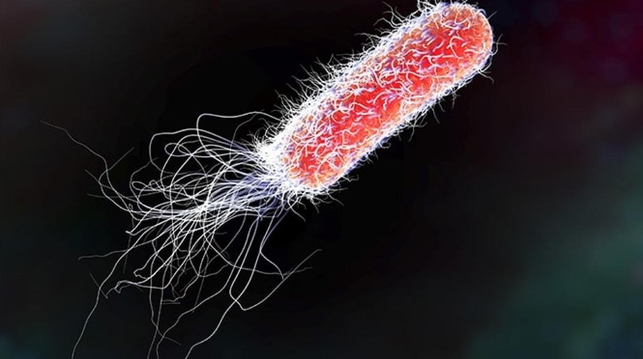  E. Coli es una de las infecciones que según este estudio muestran resistencia. 