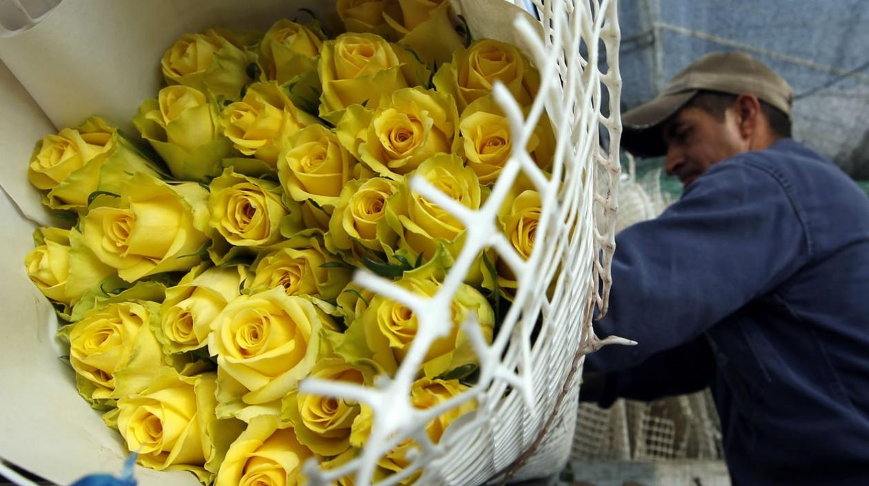 Un trabajador empacando un grupo de rosas en una empresa de producción de flores en la población de El Rosal, departamento de Cundinamarca (Colombia).
