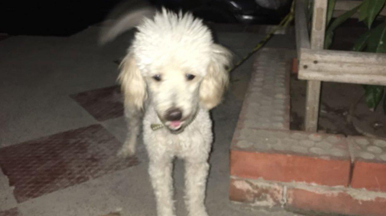 Perro french poodle hallado en El Barrio Modelo.