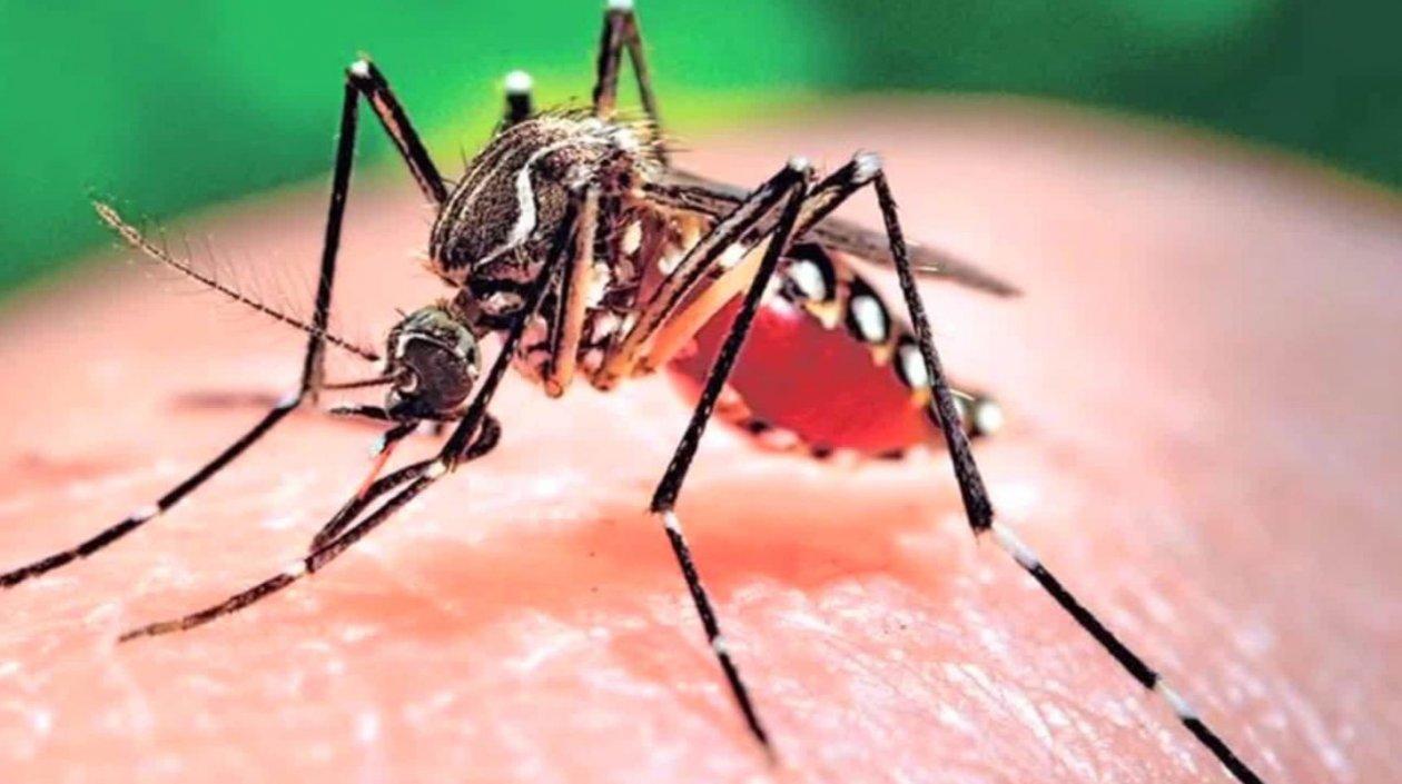 El zika es una enfermedad vírica que se contrae principalmente por la picadura de ciertos mosquitos.