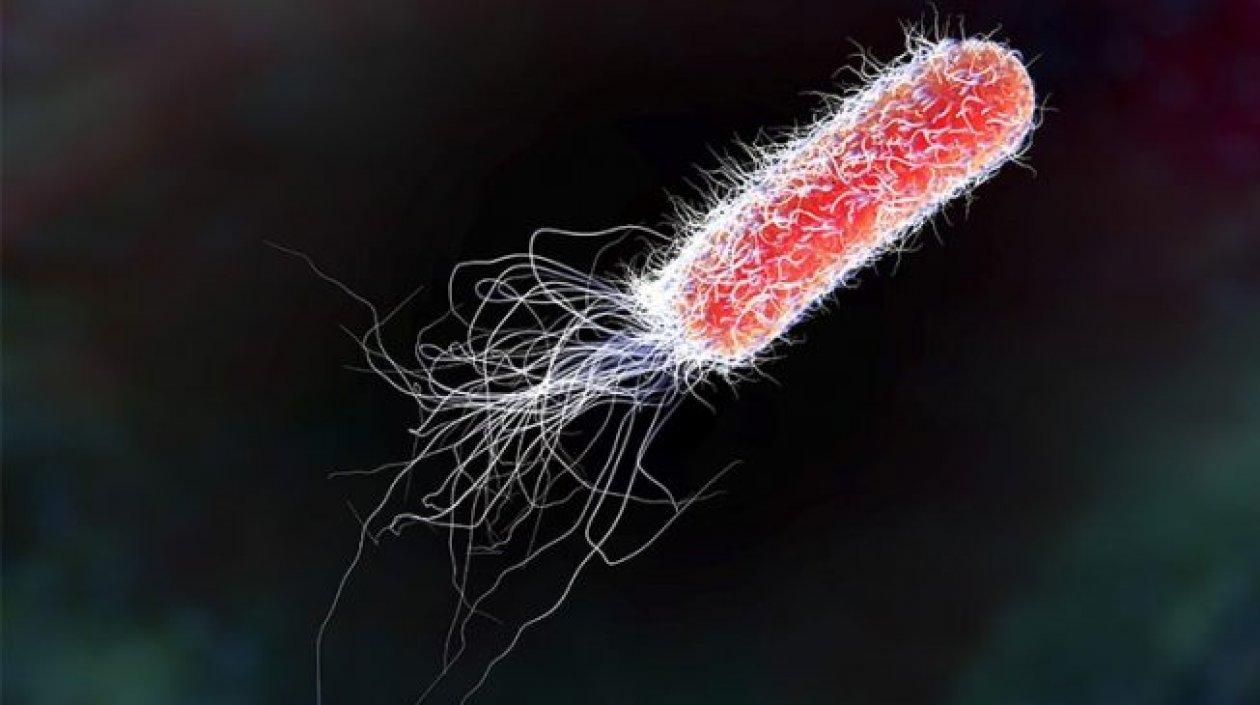 'Escherichia coli' es una bacteria habitual en el intestino del ser humano.