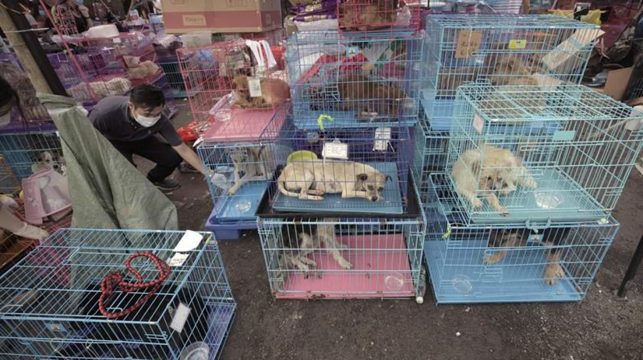 El festival anual de carne de perro Yulin.