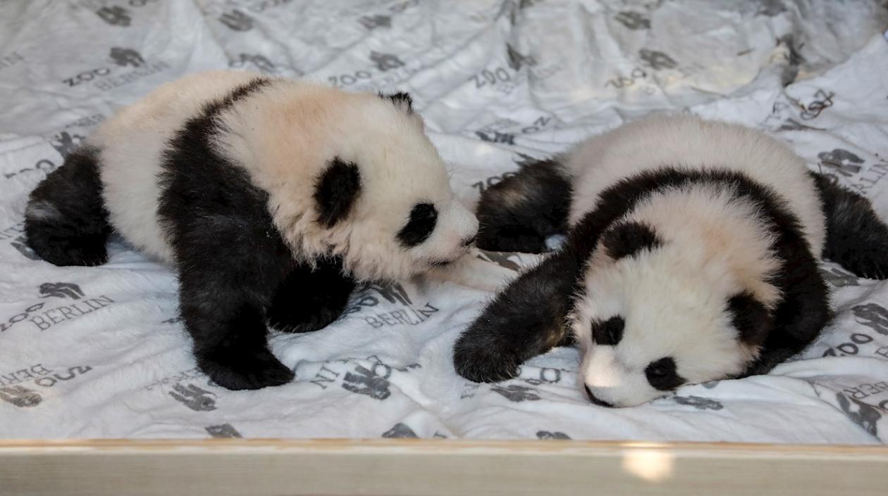 Son hijos de la osa panda Meng Meng, de seis años, y de Jiao Quing, de 9 años.