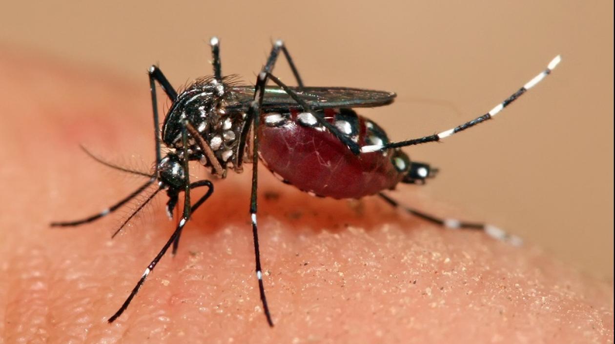 Los mosquitos se han vuelto cada vez más resistentes a varios de los insecticidas más comunes.