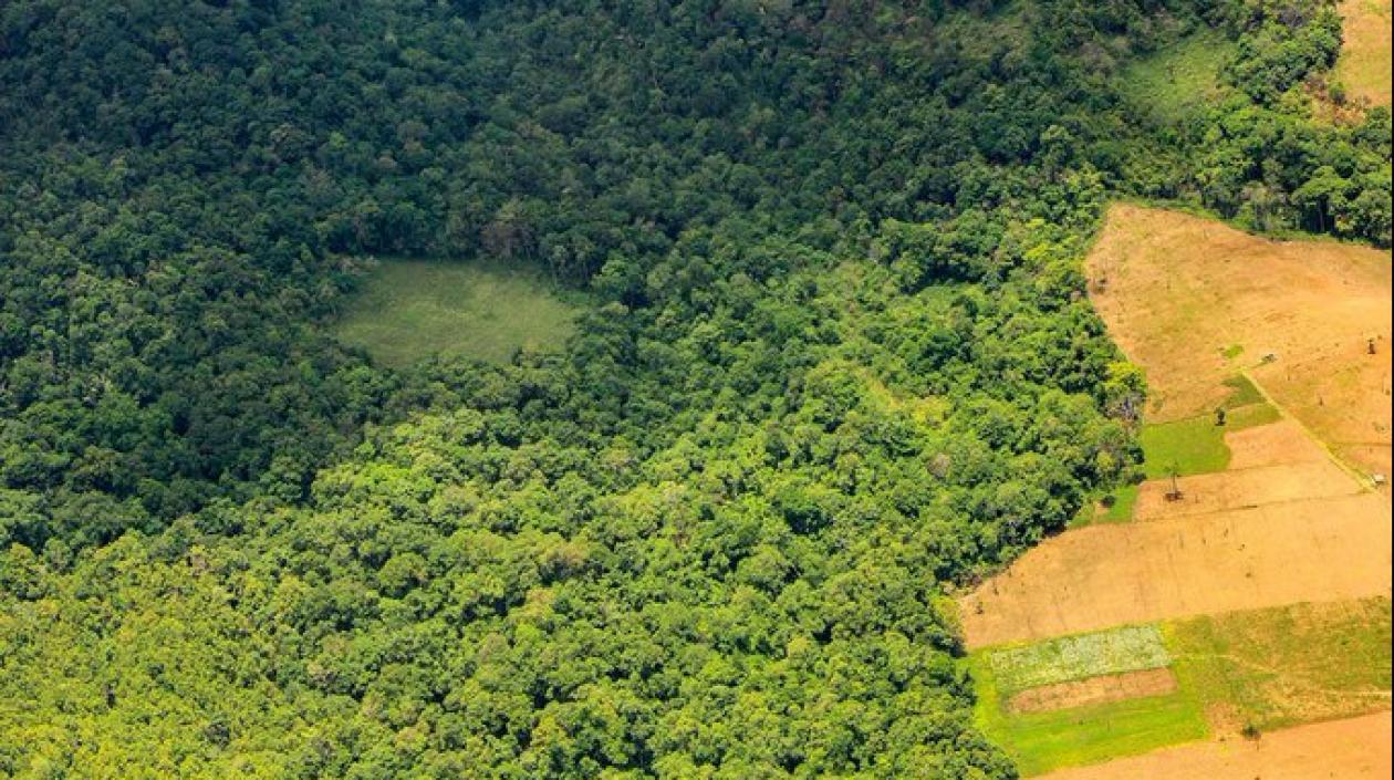 La deforestación ha despertado el interés de la comunidad internacional.