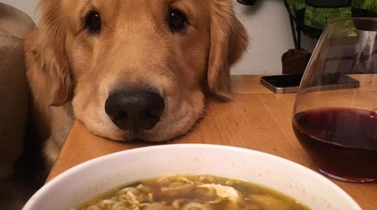 Los perros te miran tristes cuando estás comiendo.