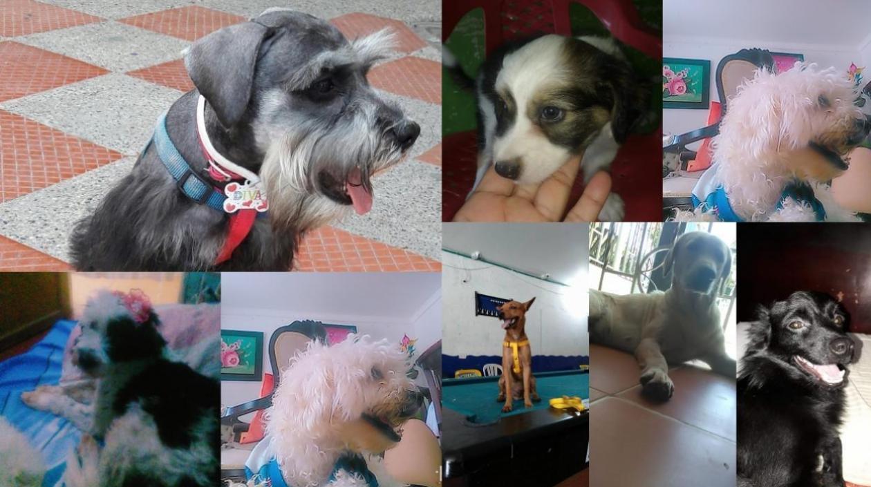 Los 8 perros que murieron tras ser atendidos en la veterinaria.