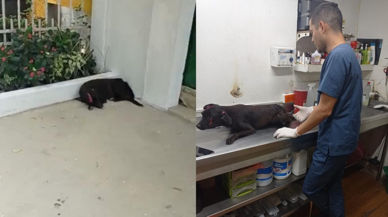 El perrito recibe atención médica en una veterinaria de Barranquilla. 
