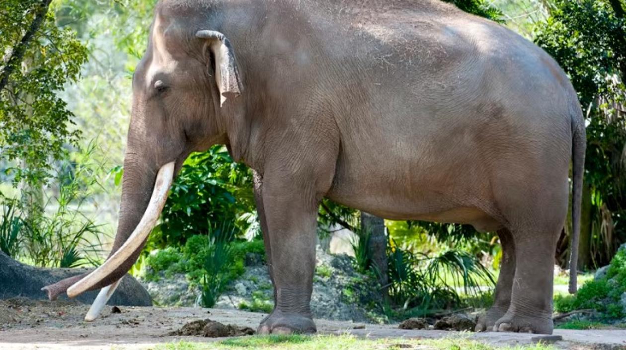 "Dalip", el elefante que murió este jueves en el zoo de Miami.