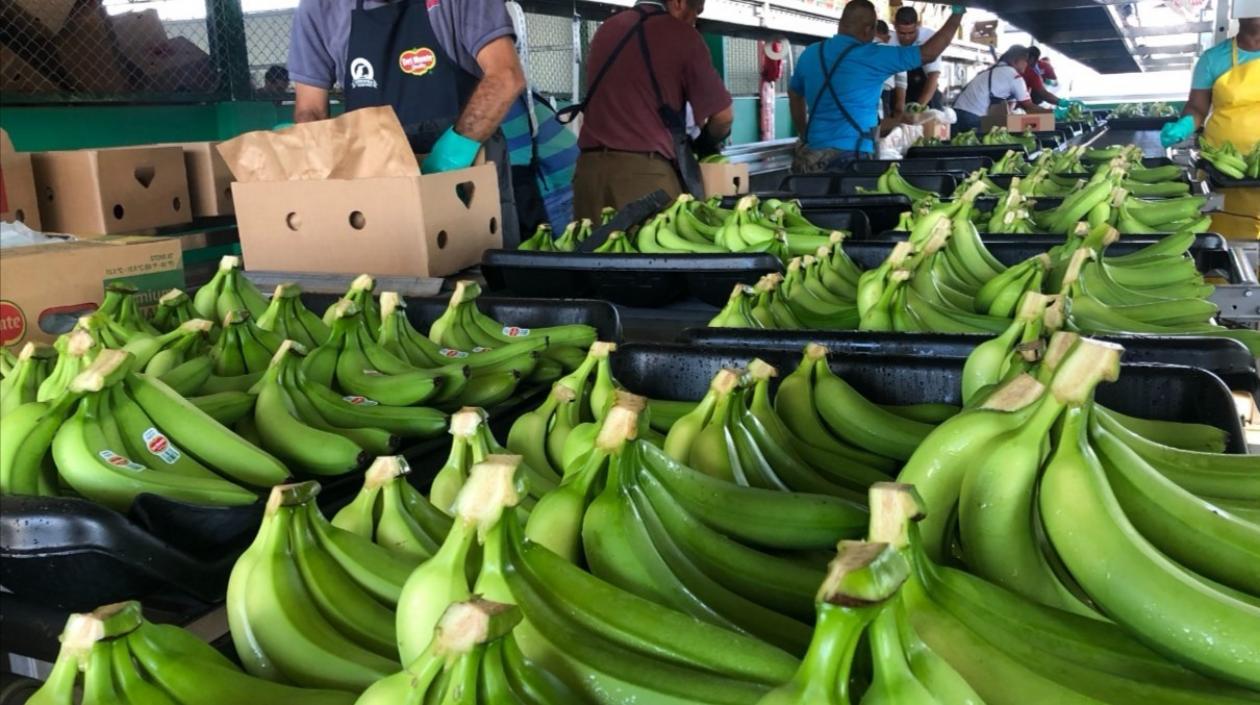 Productores de bananos están preocupados por situación actual.