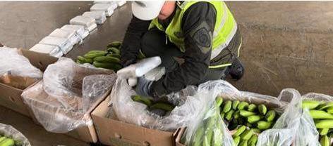 Incautación de cocaína en cargamento de banano en Santa Marta