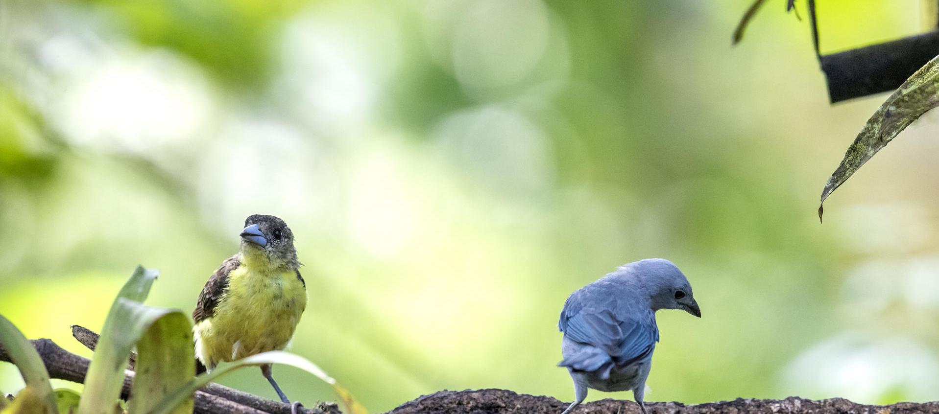 Dos aves tangaras en Ecuador.
