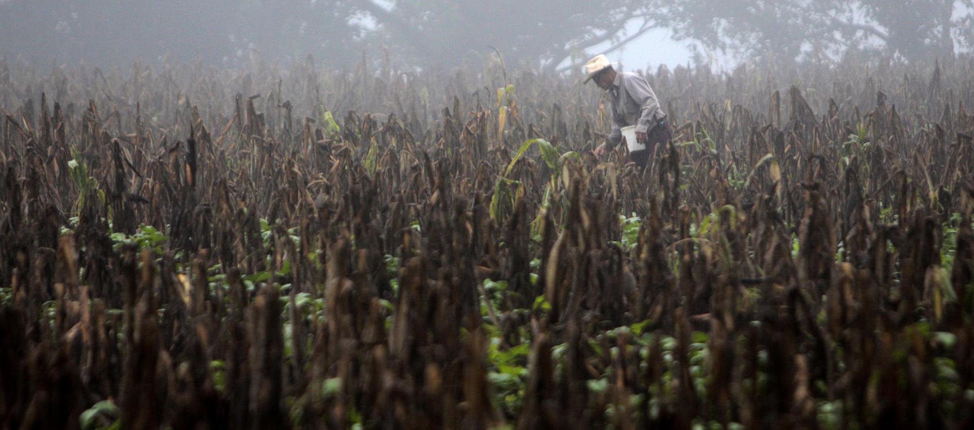  Fotografía de archivo que muestra a un campesino caminando en una plantación seca de maíz de Centroamérica, a consecuencia de 'El Niño'.